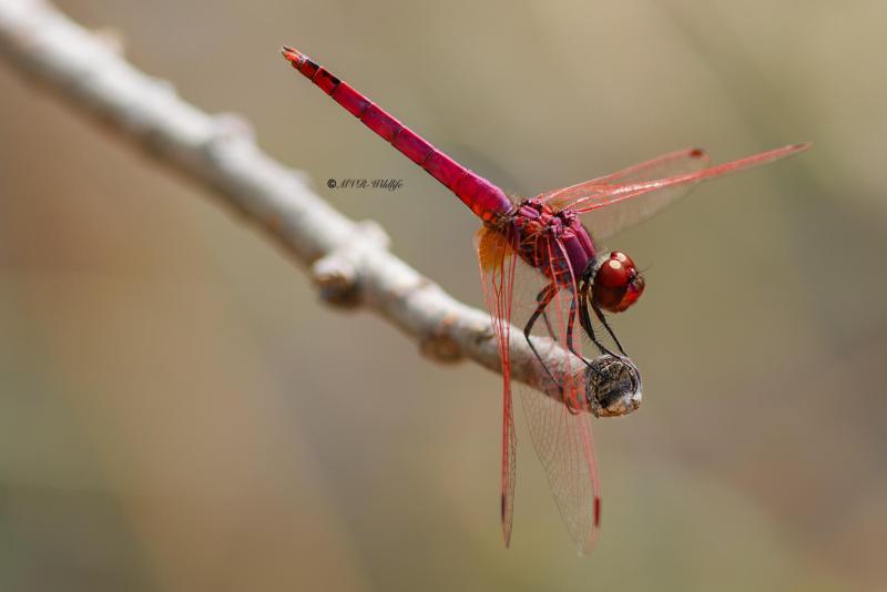 B65A5765-Purperlibel-Trithemis-annulata-Violet-Dropwing-Rotviolette-Segellibelle-Trithemis-annele_1