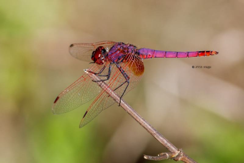 B65A6256-Purperlibel-Trithemis-annulata-Violet-Dropwing-Rotviolette-Segellibelle-Trithemis-annele_1