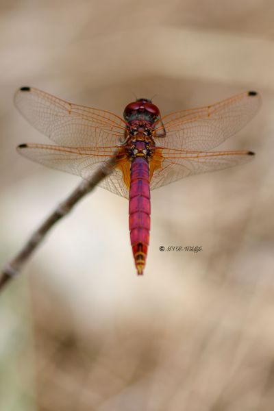 B65A6398-Purperlibel-Trithemis-annulata-Violet-Dropwing-Rotviolette-Segellibelle-Trithemis-annele_1