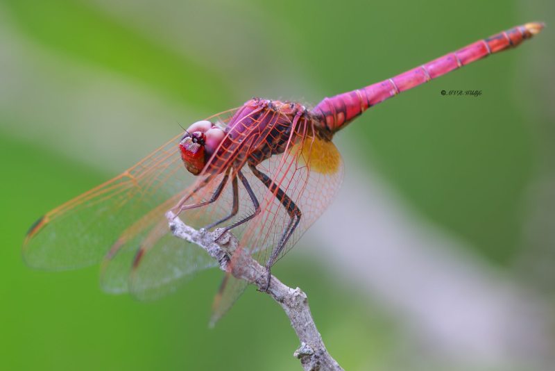 B65A6414-Purperlibel-Trithemis-annulata-Violet-Dropwing-Rotviolette-Segellibelle-Trithemis-annele_1
