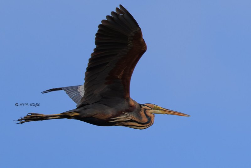 BR8A5288-Purperreiger-Purple-Heron-Purpurreiher-Heron-pourpre-Garza-imperial_1