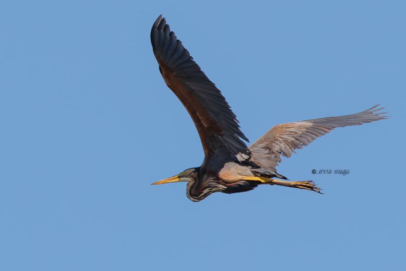 BR8A6073-Purperreiger-Purple-Heron-Purpurreiher-Heron-pourpre-Garza-imperial_1