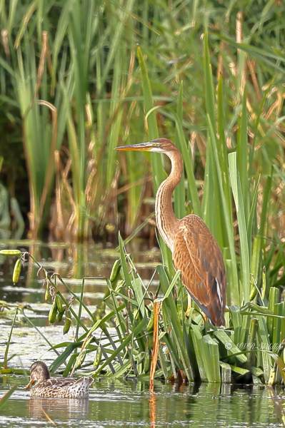 BR8A9738-Purperreiger-Purple-Heron-Purpurreiher-Heron-pourpre-Garza-imperial_1