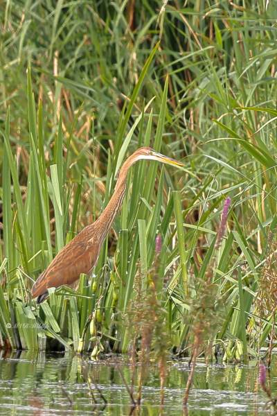 BR8A9755-Purperreiger-Purple-Heron-Purpurreiher-Heron-pourpre-Garza-imperial_1