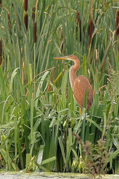 BR8A9870-Purperreiger-Purple-Heron-Purpurreiher-Heron-pourpre-Garza-imperial_1