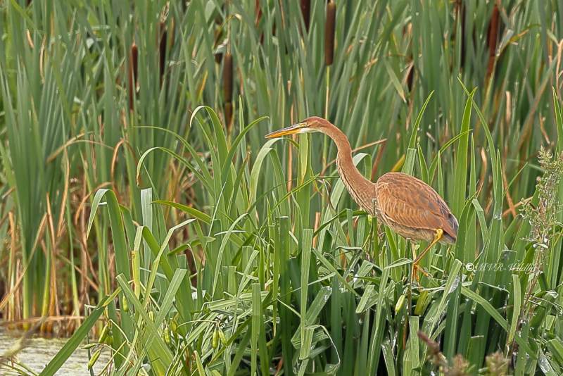 BR8A9884-Purperreiger-Purple-Heron-Purpurreiher-Heron-pourpre-Garza-imperial_1