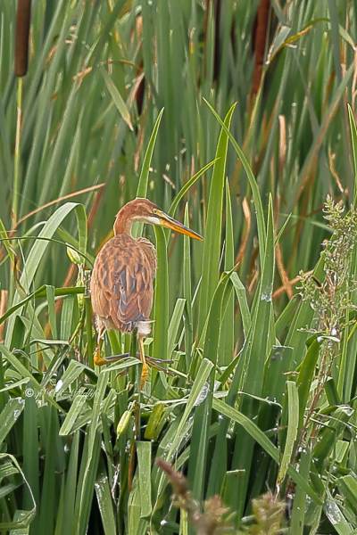 BR8A9890-Purperreiger-Purple-Heron-Purpurreiher-Heron-pourpre-Garza-imperial_1