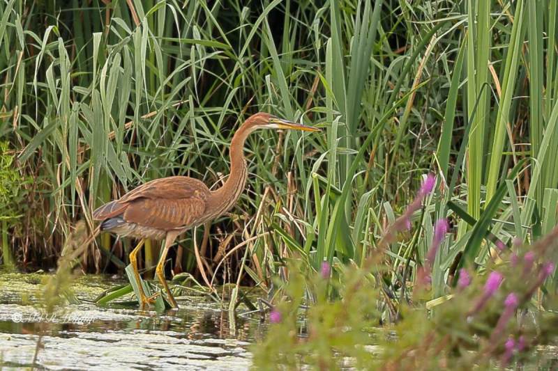 BR8A9902-Purperreiger-Purple-Heron-Purpurreiher-Heron-pourpre-Garza-imperial_1