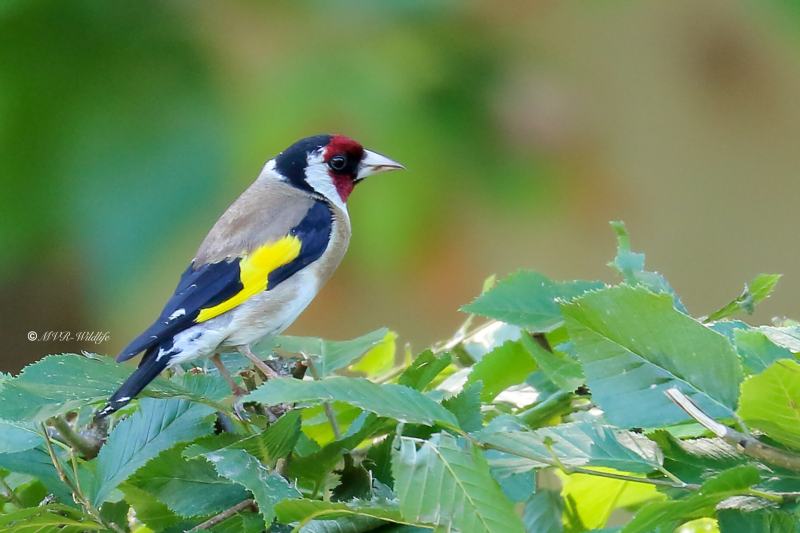 177A5088-Putter-European-Goldfinch-Stieglitz-Chardonneret-Jilguero_1