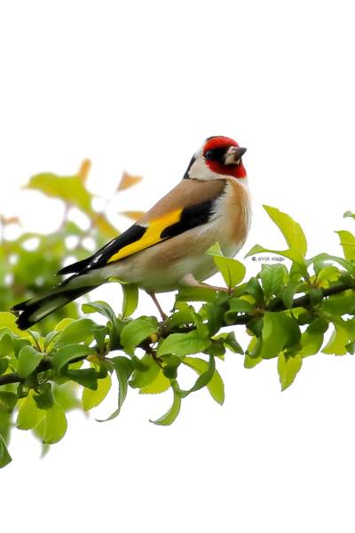 B65A3825-Putter-European-Goldfinch-Stieglitz-Chardonneret-Jilguero_1