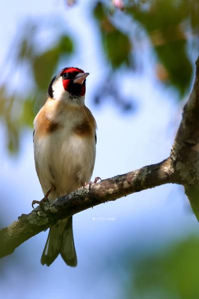 BR8A0843-Putter-European-Goldfinch-Stieglitz-Chardonneret-Jilguero_1