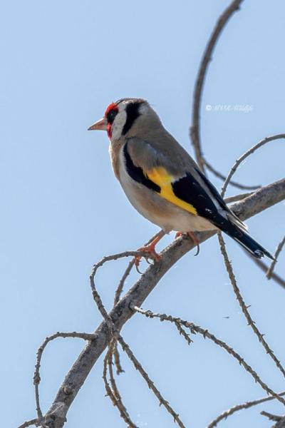 BR8A0860-Putter-European-Goldfinch-Stieglitz-Chardonneret-Jilguero_1
