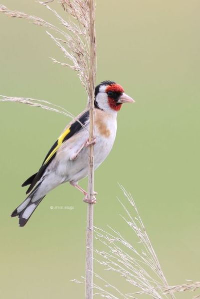 BR8A2628-Putter-European-Goldfinch-Stieglitz-Chardonneret-Jilguero_1