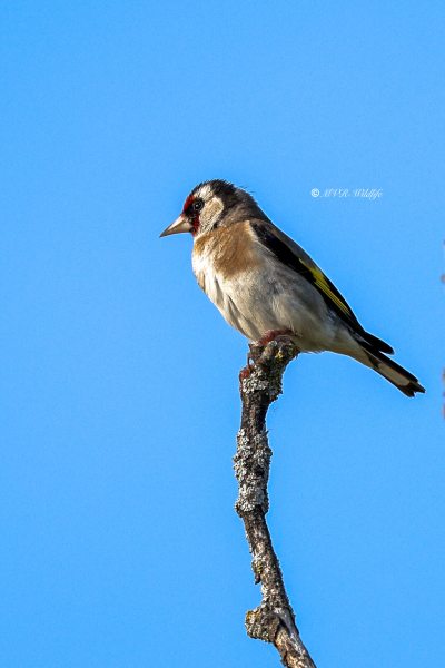 BR8A3462-Putter-European-Goldfinch-Stieglitz-Chardonneret-Jilguero_1