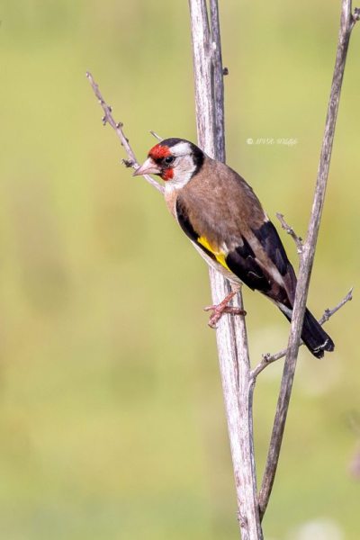 BR8A3888-Putter-European-Goldfinch-Stieglitz-Chardonneret-Jilguero_1