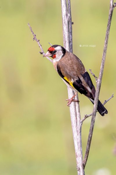 BR8A3888-Putter-European-Goldfinch-Stieglitz-Chardonneret-Jilguero_1