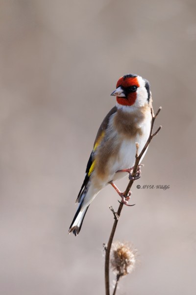 BR8A5990-Putter-European-Goldfinch-Stieglitz-Chardonneret-Jilguero_1