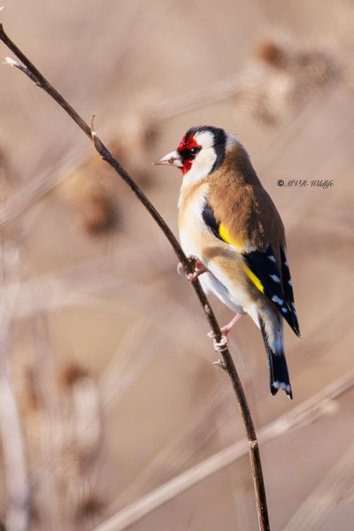 BR8A6000-Putter-European-Goldfinch-Stieglitz-Chardonneret-Jilguero_1