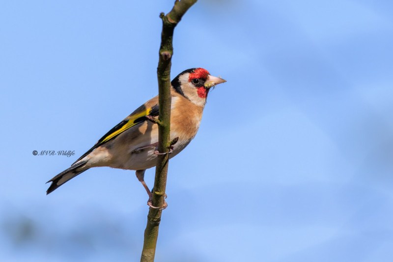 BR8A6489-Putter-European-Goldfinch-Stieglitz-Chardonneret-Jilguero_1