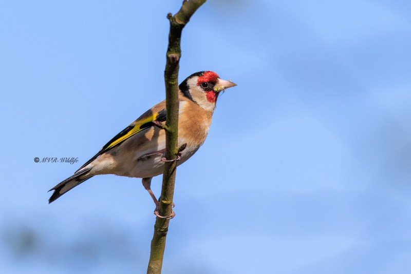 BR8A6489-Putter-European-Goldfinch-Stieglitz-Chardonneret-Jilguero_1