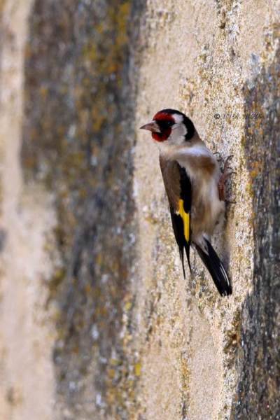 BR8A6951-Putter-European-Goldfinch-Stieglitz-Chardonneret-Jilguero_1