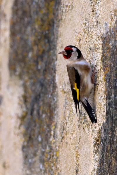 BR8A6951-Putter-European-Goldfinch-Stieglitz-Chardonneret-Jilguero_1