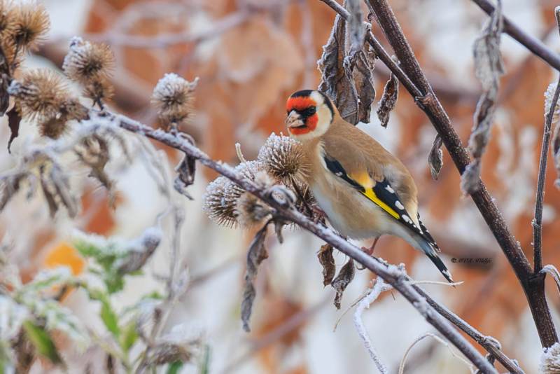 BR8A8506-Putter-European-Goldfinch-Stieglitz-Chardonneret-Jilguero_1