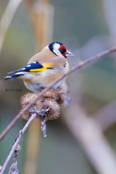 BR8A9174-Putter-European-Goldfinch-Stieglitz-Chardonneret-Jilguero_1