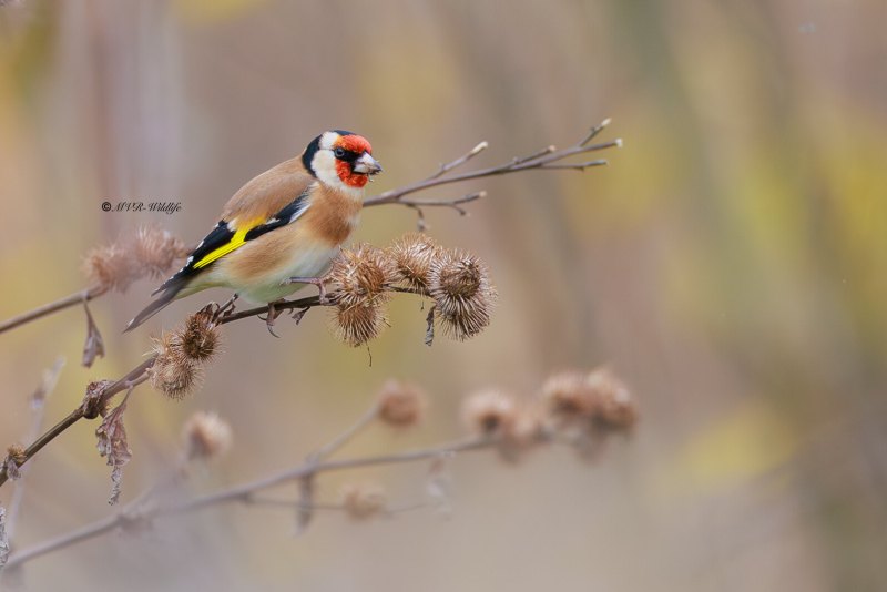 BR8A9203-Putter-European-Goldfinch-Stieglitz-Chardonneret-Jilguero_1