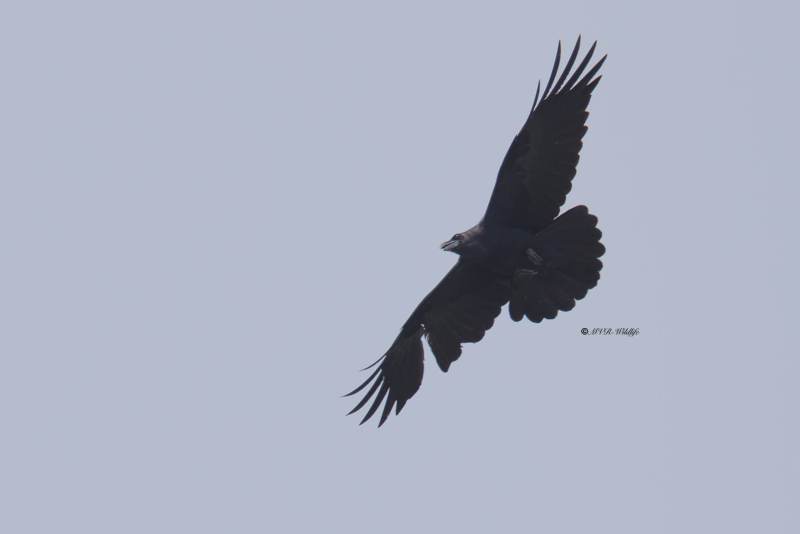 0N0A3961-Raaf-Common-Raven-Kolkrabe-Grand-Corbeau-Cuervo_1