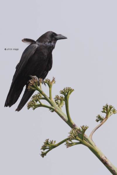 0N0A4272-Raaf-Common-Raven-Kolkrabe-Grand-Corbeau-Cuervo_1