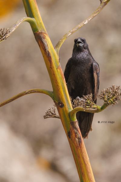0N0A4277-Raaf-Common-Raven-Kolkrabe-Grand-Corbeau-Cuervo_1