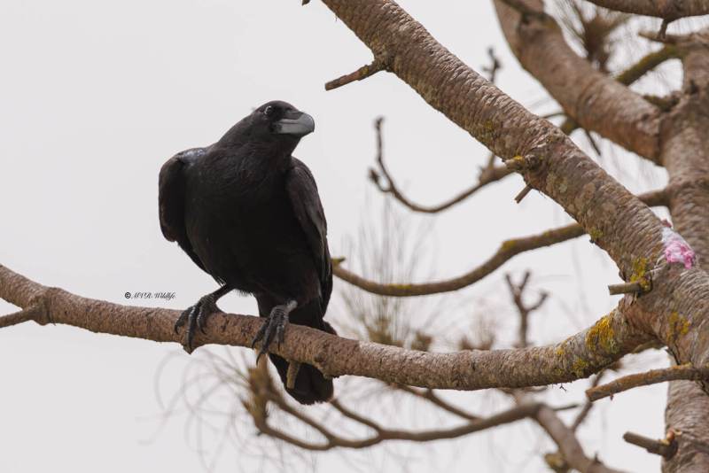 0N0A4338-Raaf-Common-Raven-Kolkrabe-Grand-Corbeau-Cuervo_1