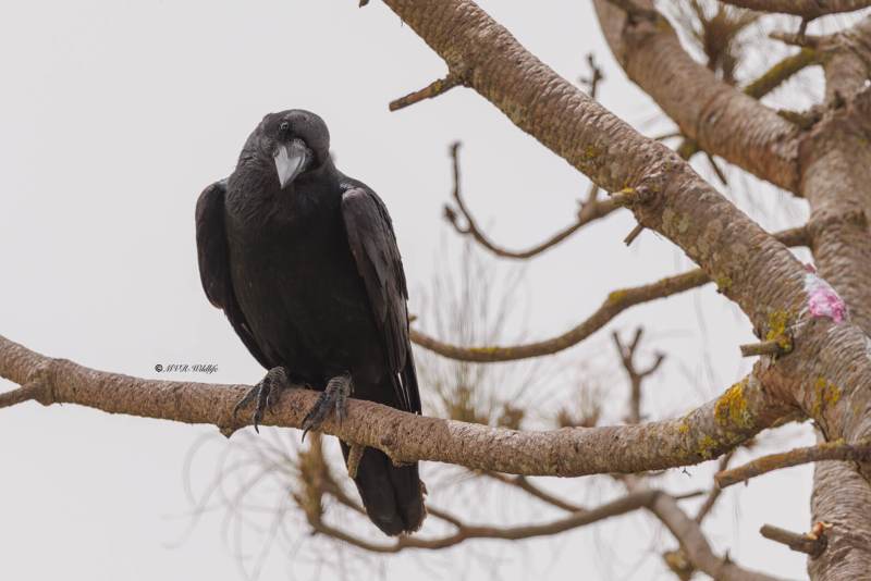 0N0A4368-Raaf-Common-Raven-Kolkrabe-Grand-Corbeau-Cuervo_1