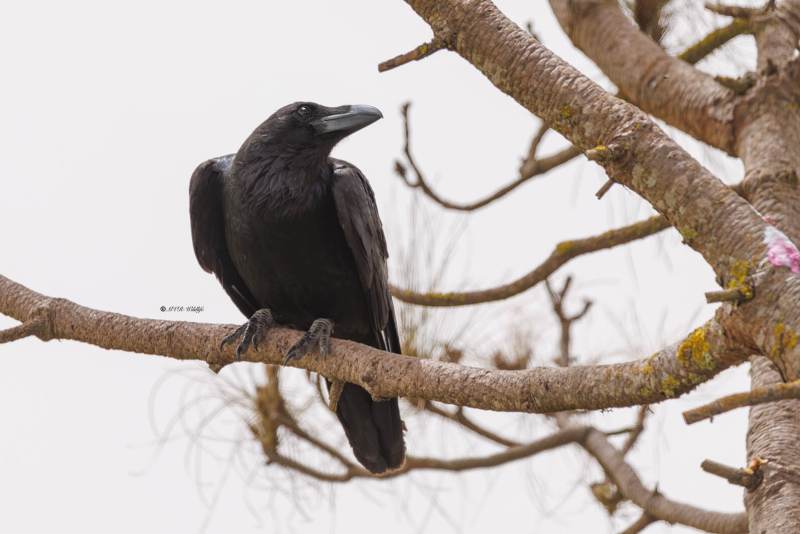 0N0A4371-Raaf-Common-Raven-Kolkrabe-Grand-Corbeau-Cuervo_1
