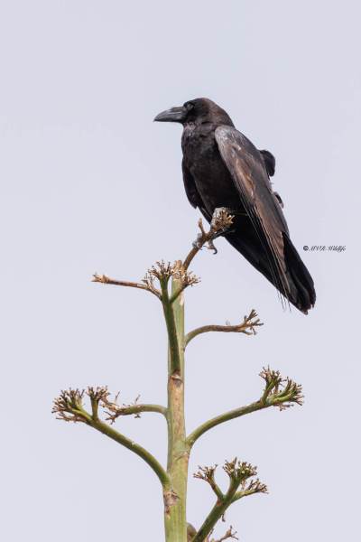 0N0A4387-Raaf-Common-Raven-Kolkrabe-Grand-Corbeau-Cuervo_1