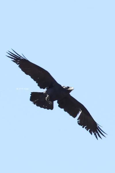BR8A1735-Raaf-Common-Raven-Kolkrabe-Grand-Corbeau-Cuervo_1
