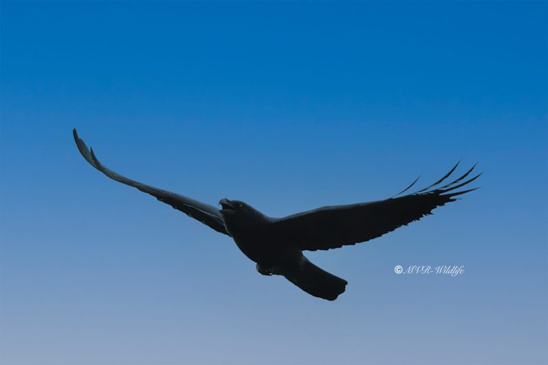 BR8A4598-Raaf-Common-Raven-Kolkrabe-Grand-Corbeau-Cuervo_1