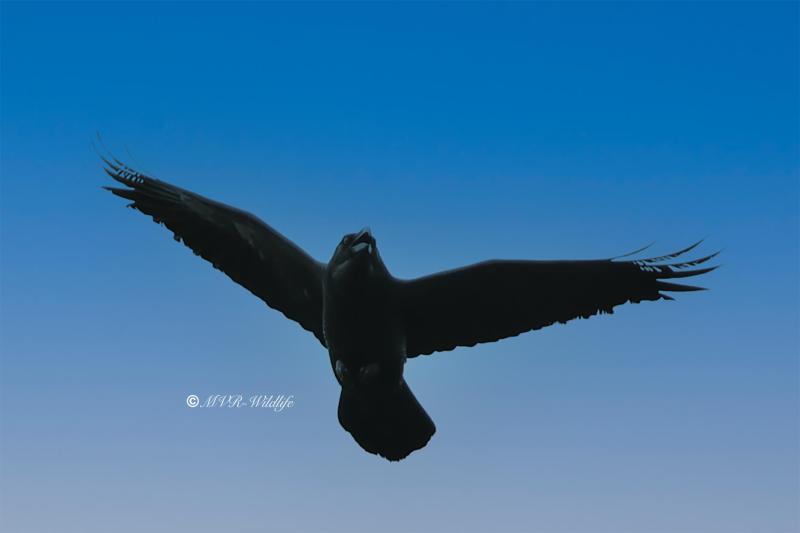 BR8A4603-Raaf-Common-Raven-Kolkrabe-Grand-Corbeau-Cuervo_1