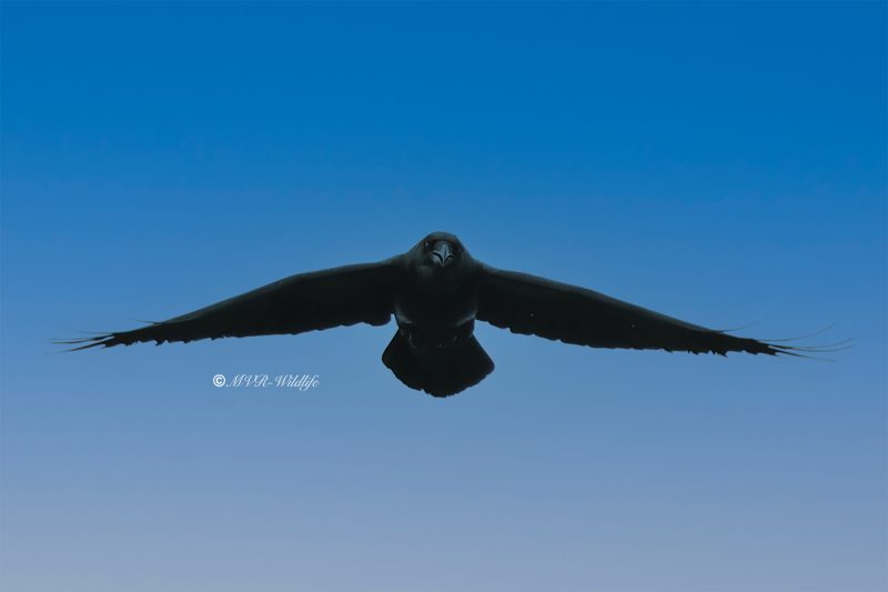 BR8A4608-Raaf-Common-Raven-Kolkrabe-Grand-Corbeau-Cuervo_1