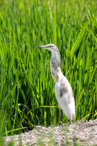 BR8A1222-Ralreiger-Ardeola-ralloides-Squacco-Heron-Rallenreiher-Crabier-chevelu-Garcilla-cangrejera_1