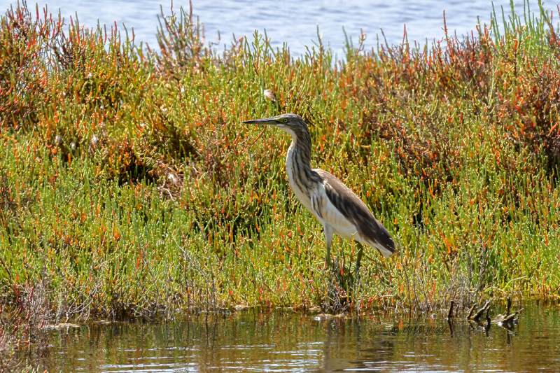 BR8A1280-Ralreiger-Ardeola-ralloides-Squacco-Heron-Rallenreiher-Crabier-chevelu-Garcilla-cangrejera_1