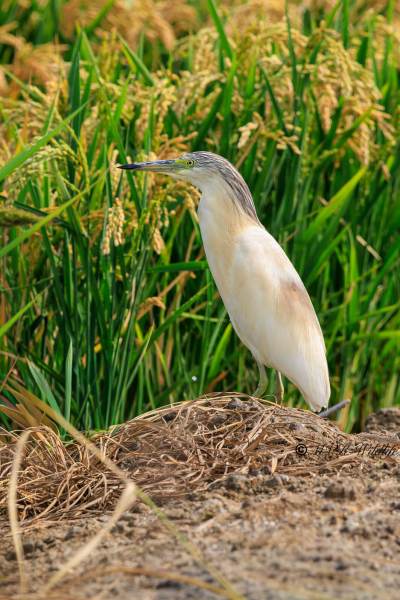 BR8A5301-Ralreiger-Ardeola-ralloides-Squacco-Heron-Rallenreiher-Crabier-chevelu-Garcilla-cangrejera_1