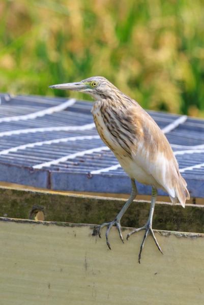 BR8A5317-Ralreiger-Ardeola-ralloides-Squacco-Heron-Rallenreiher-Crabier-chevelu-Garcilla-cangrejera_1