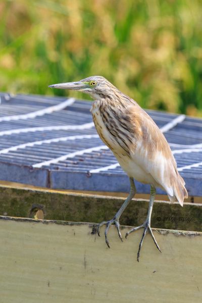 BR8A5317-Ralreiger-Ardeola-ralloides-Squacco-Heron-Rallenreiher-Crabier-chevelu-Garcilla-cangrejera_1