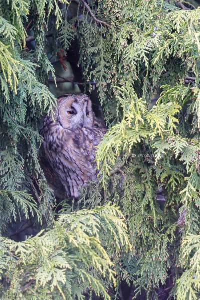 BR8A2991-Ransuil-Asio-otus-Long-eared-Owl-Waldohreule-Hibou-moyen-duc-Buho-chico_1