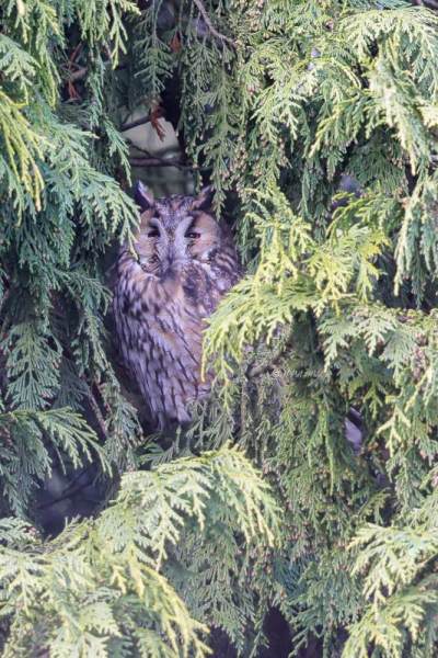 BR8A3009-Ransuil-Asio-otus-Long-eared-Owl-Waldohreule-Hibou-moyen-duc-Buho-chico_1