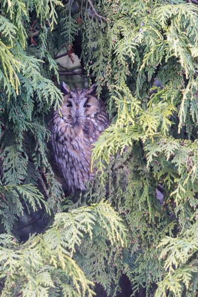 BR8A3009-Ransuil-Asio-otus-Long-eared-Owl-Waldohreule-Hibou-moyen-duc-Buho-chico_1