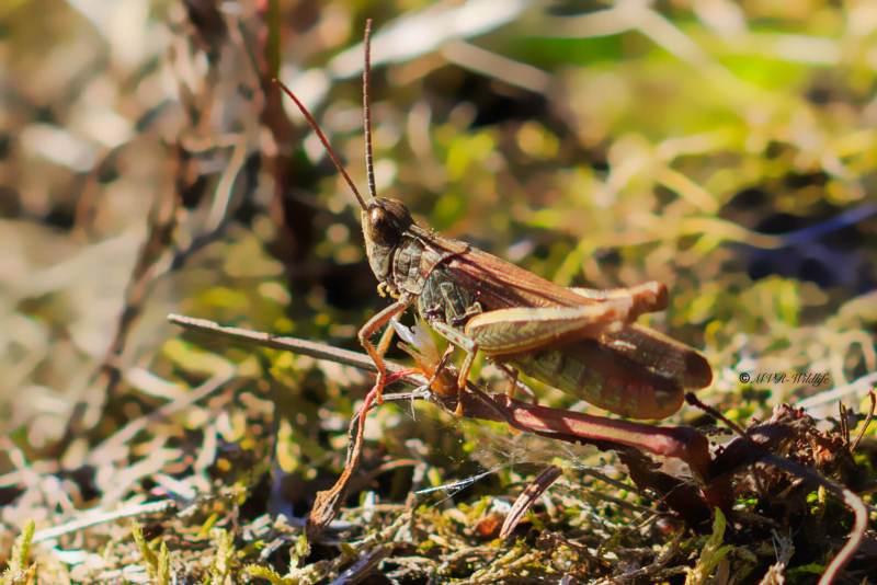 1_177A6692-Ratelaar-Chorthippus-biguttulus-Bow-winged-Grasshopper-Nachtigall-Grashupfer-Le-Criquet-melodieux_1