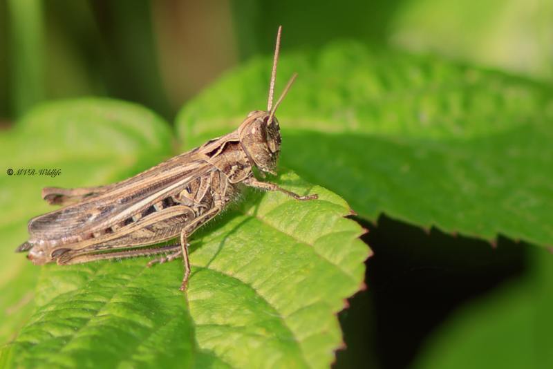 A34I1775-Ratelaar-Chorthippus-biguttulus-Bow-winged-Grasshopper-Nachtigall-Grashupfer-Le-Criquet-melodieux_1
